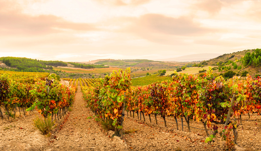 WhatsApp Image 2026-02-26 at 1.37.15 AM