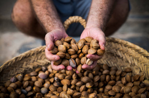 Hands holding almonds in shell