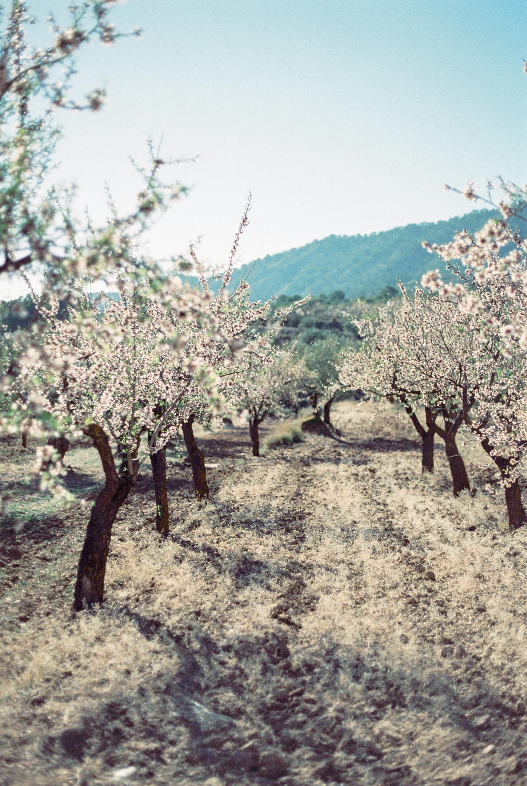 pexels-alinaskazka-15249407