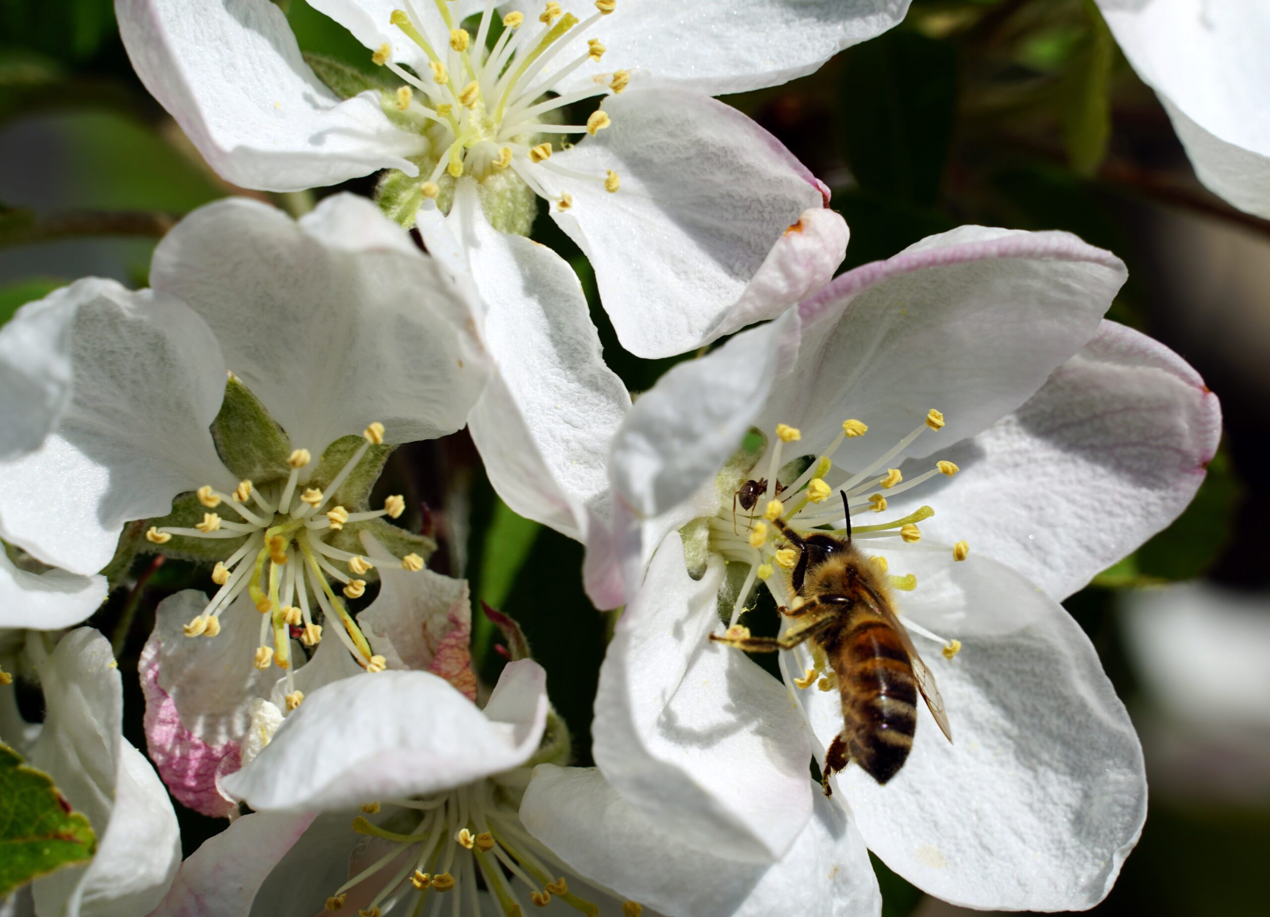 A closeup of a bee collecting nectar from an apple flower on  a sunny day