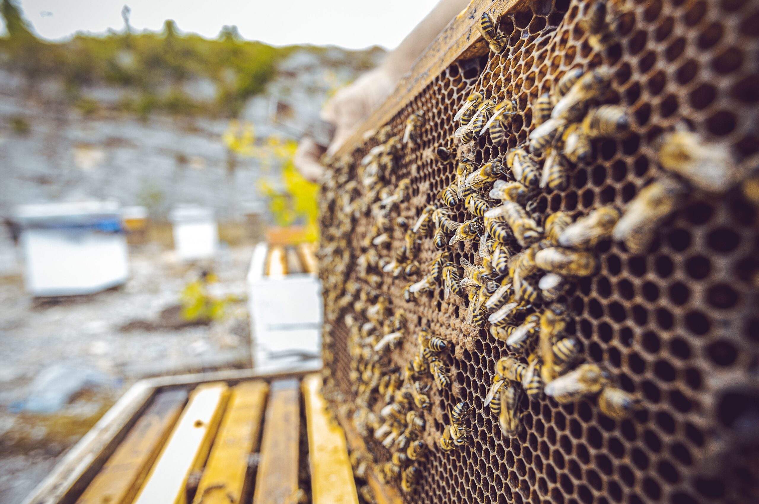 A closeup shot of the bees in a farm